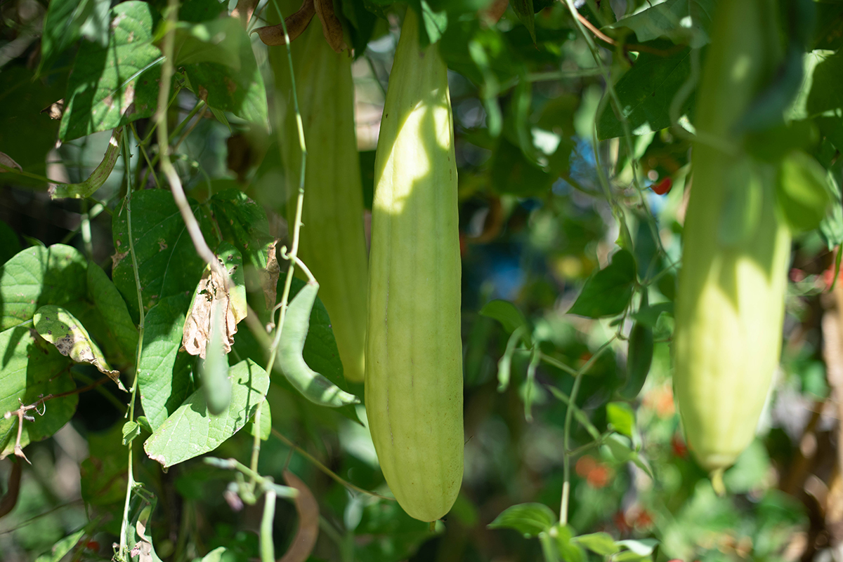 Loofah